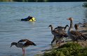 PWasser Einsatz BF FF Koeln Troisdorf Rotter See P069